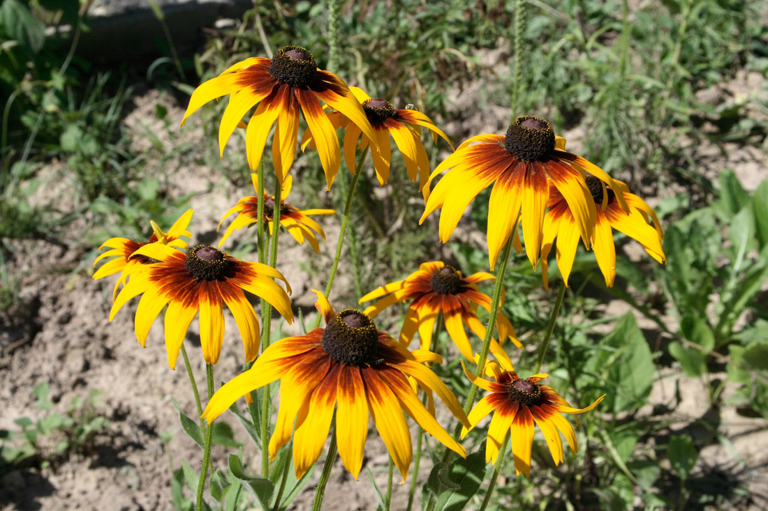 Image of Rudbeckia hirta specimen.