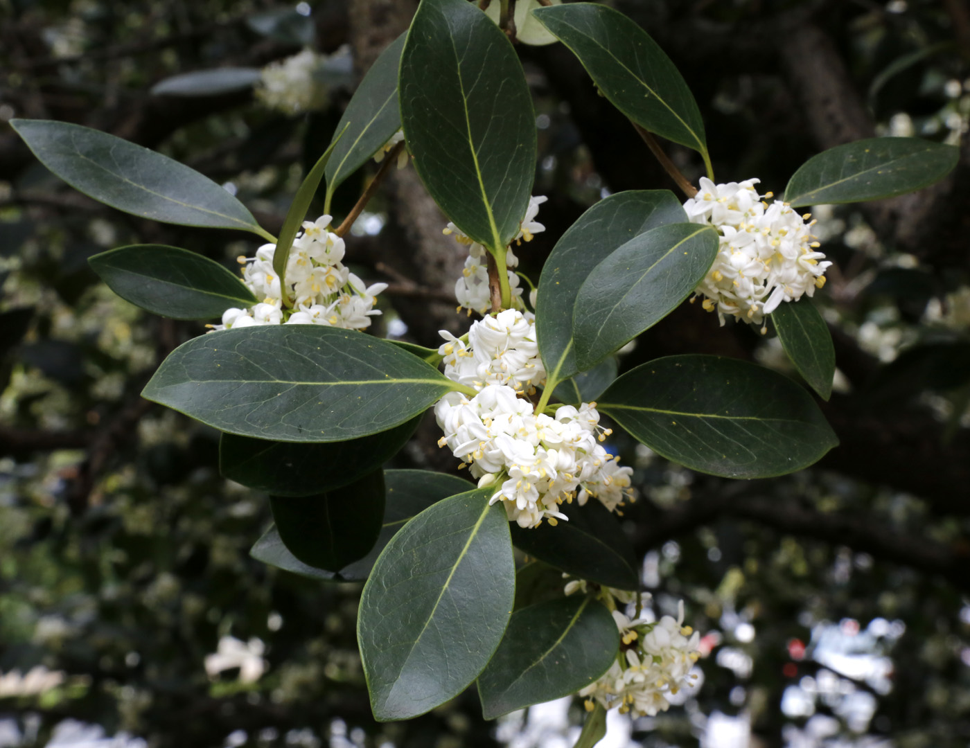 Image of genus Osmanthus specimen.