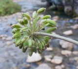 Angelica pachyptera