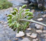 Angelica pachyptera. Зонтичек с завязавшимися плодами. Адыгея, Кавказский биосферный заповедник, ≈ 1600 м н.у.м., берег р. Курджипс под Азишским перевалом, субальпийский луг. 31.08.2019.