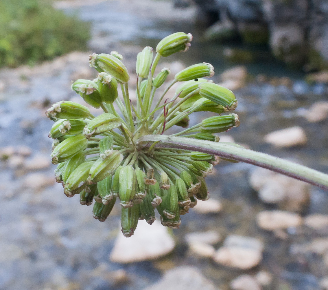 Изображение особи Angelica pachyptera.