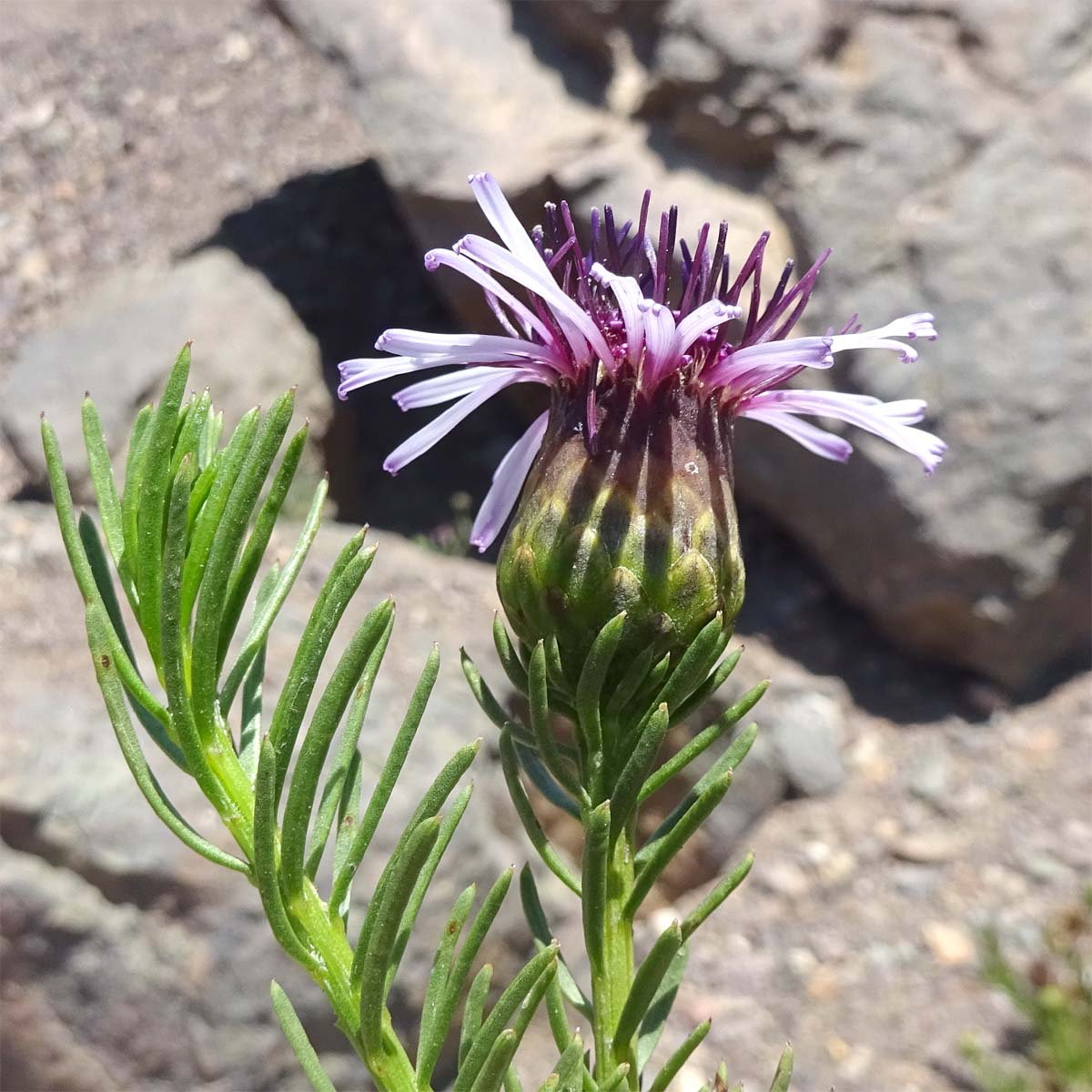 Image of Gypothamnium pinifolium specimen.