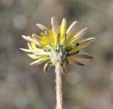 Taraxacum hellenicum