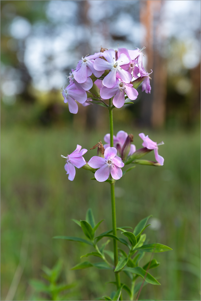 Image of Saponaria officinalis specimen.