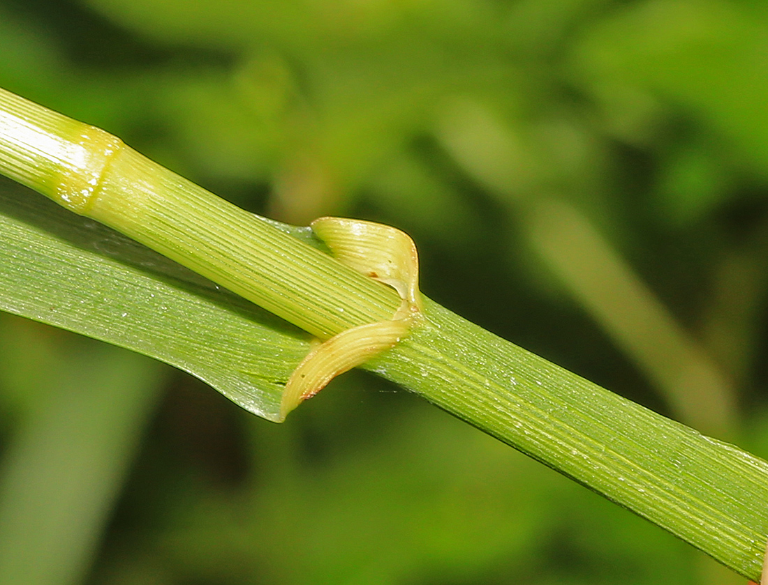 Image of Glyceria leptolepis specimen.