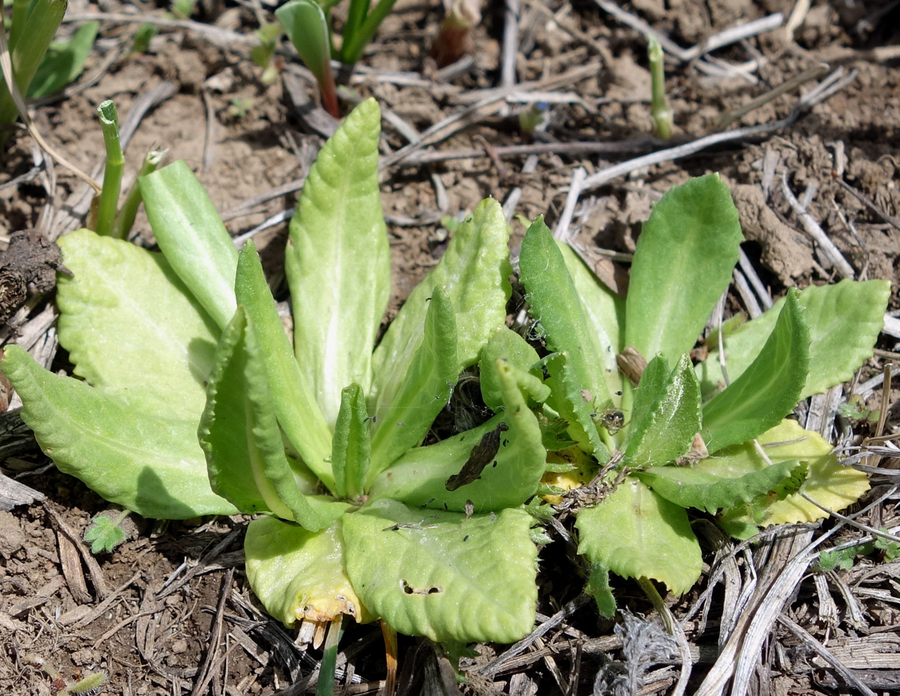 Image of Primula algida specimen.