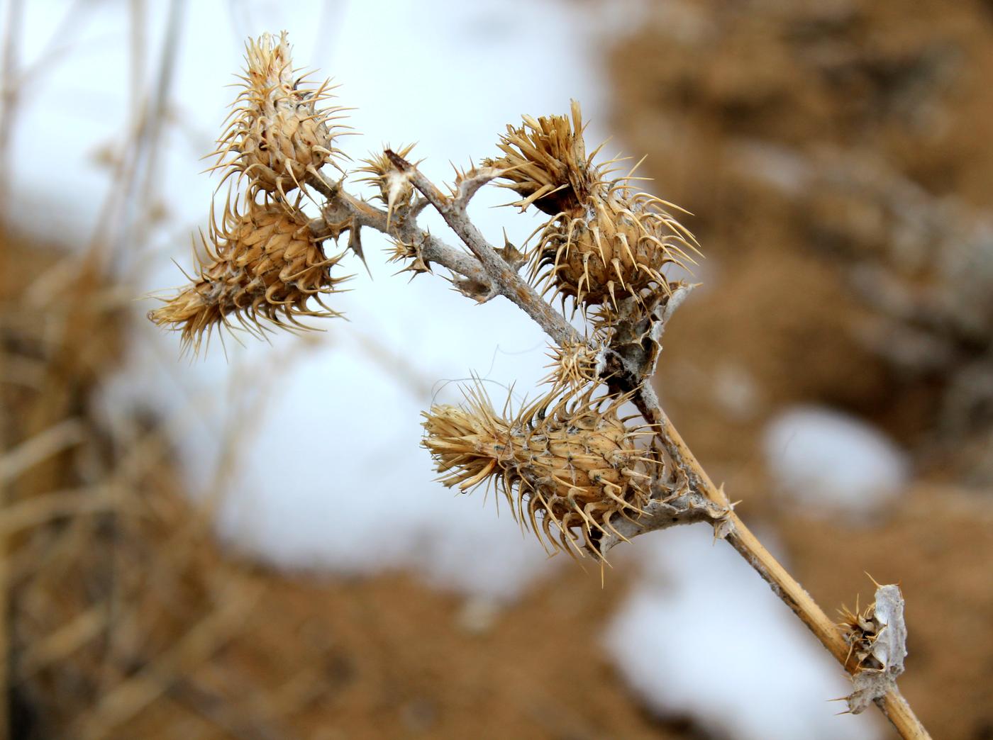 Изображение особи Cousinia affinis.