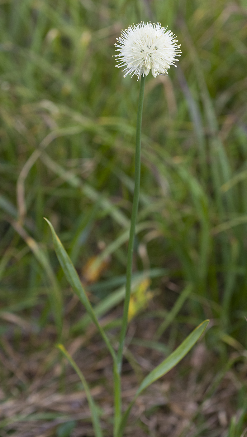 Image of Allium flavidum specimen.