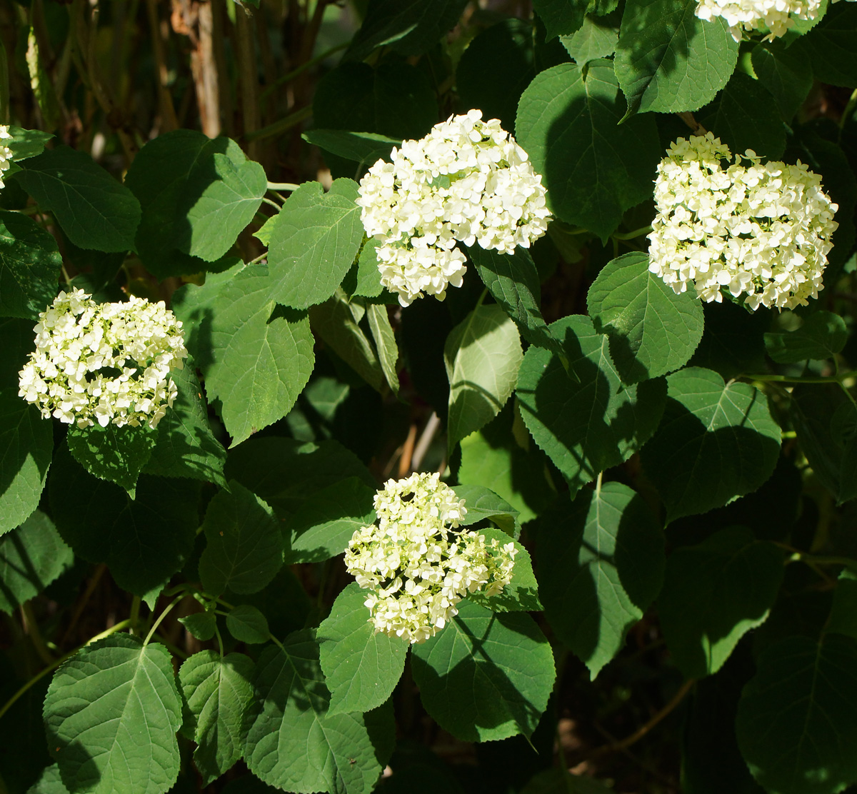 Image of Hydrangea arborescens specimen.