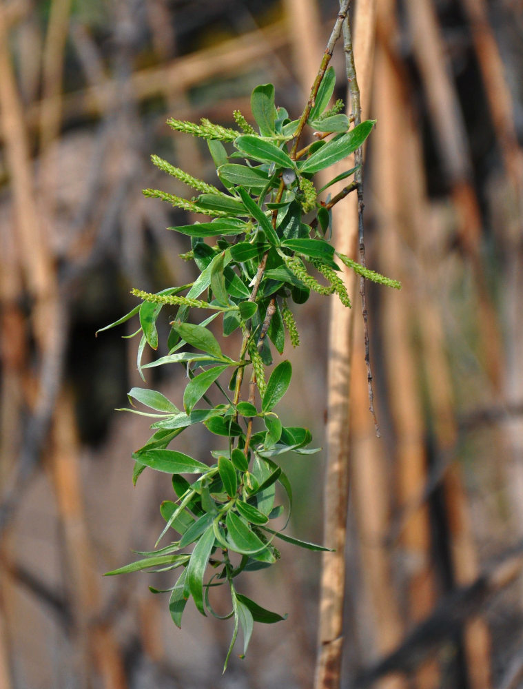 Image of Salix alba specimen.