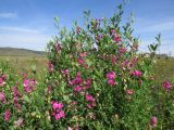 Lathyrus tuberosus