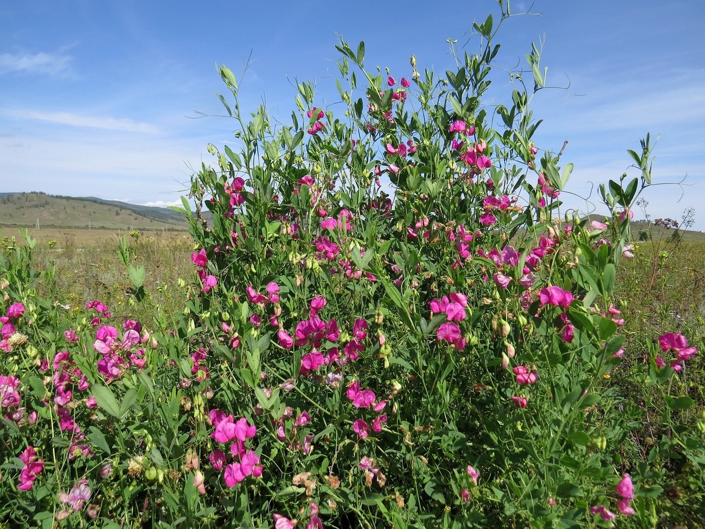 Image of Lathyrus tuberosus specimen.