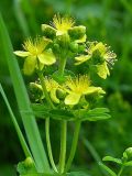 род Hypericum
