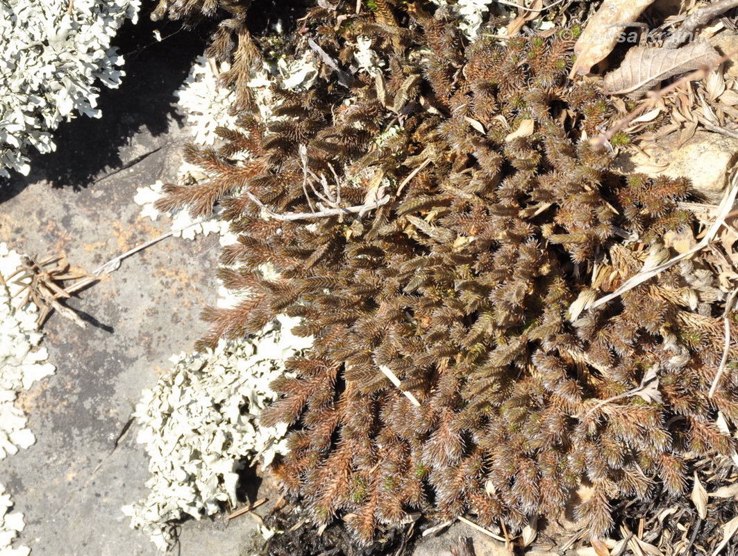 Image of Selaginella rupestris specimen.