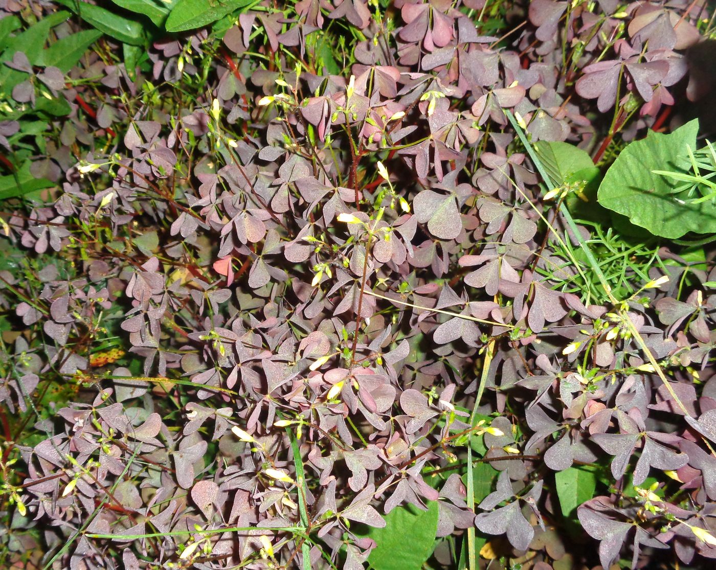 Image of Oxalis stricta specimen.