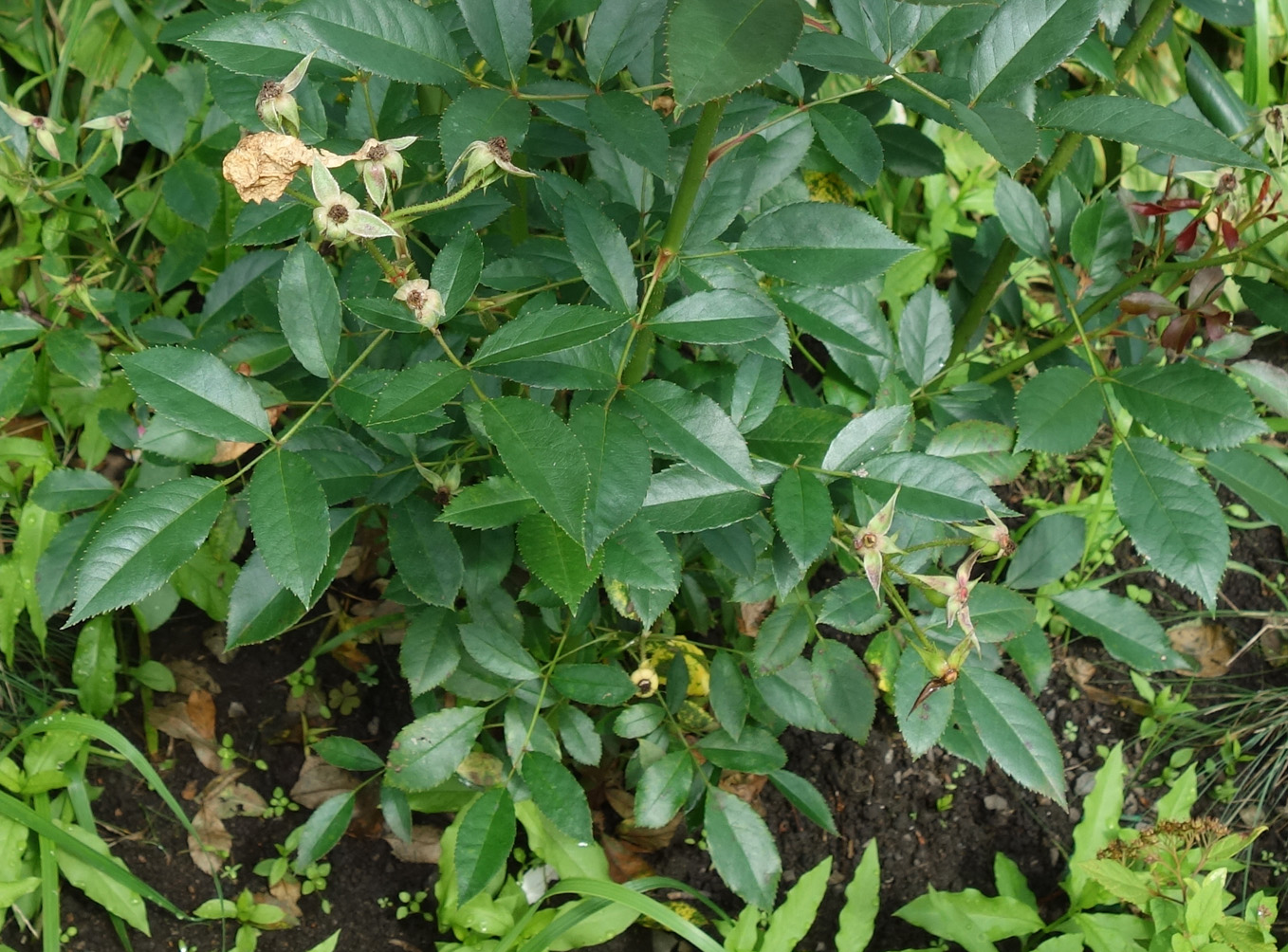 Image of genus Rosa specimen.