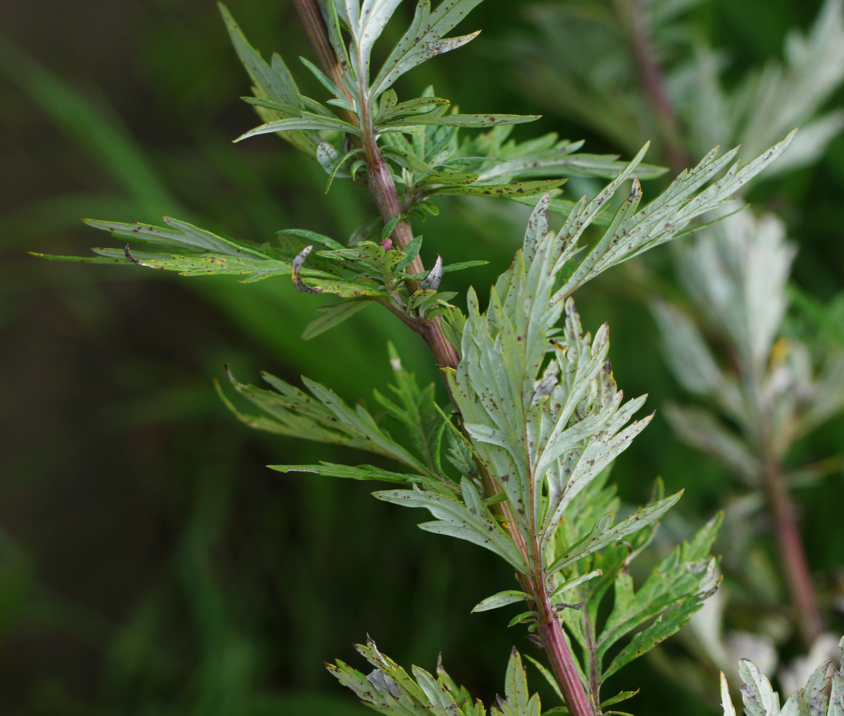 Изображение особи Artemisia vulgaris.