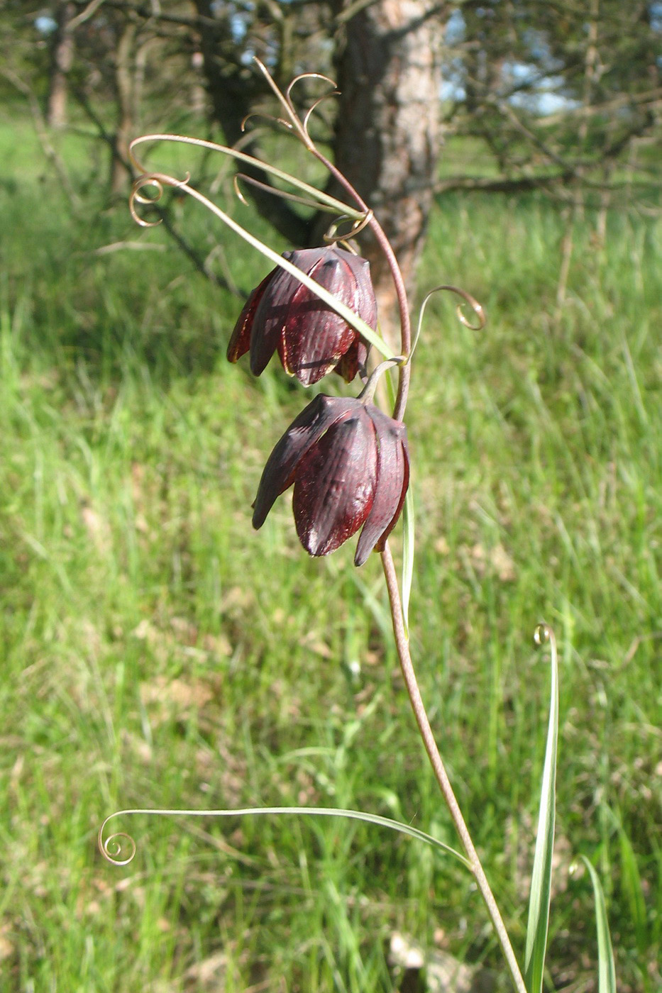 Image of Fritillaria ruthenica specimen.