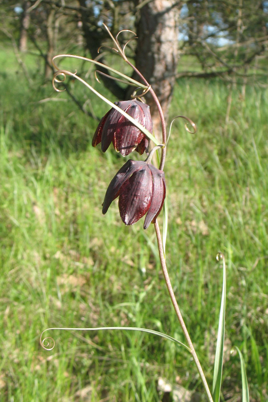 Image of Fritillaria ruthenica specimen.