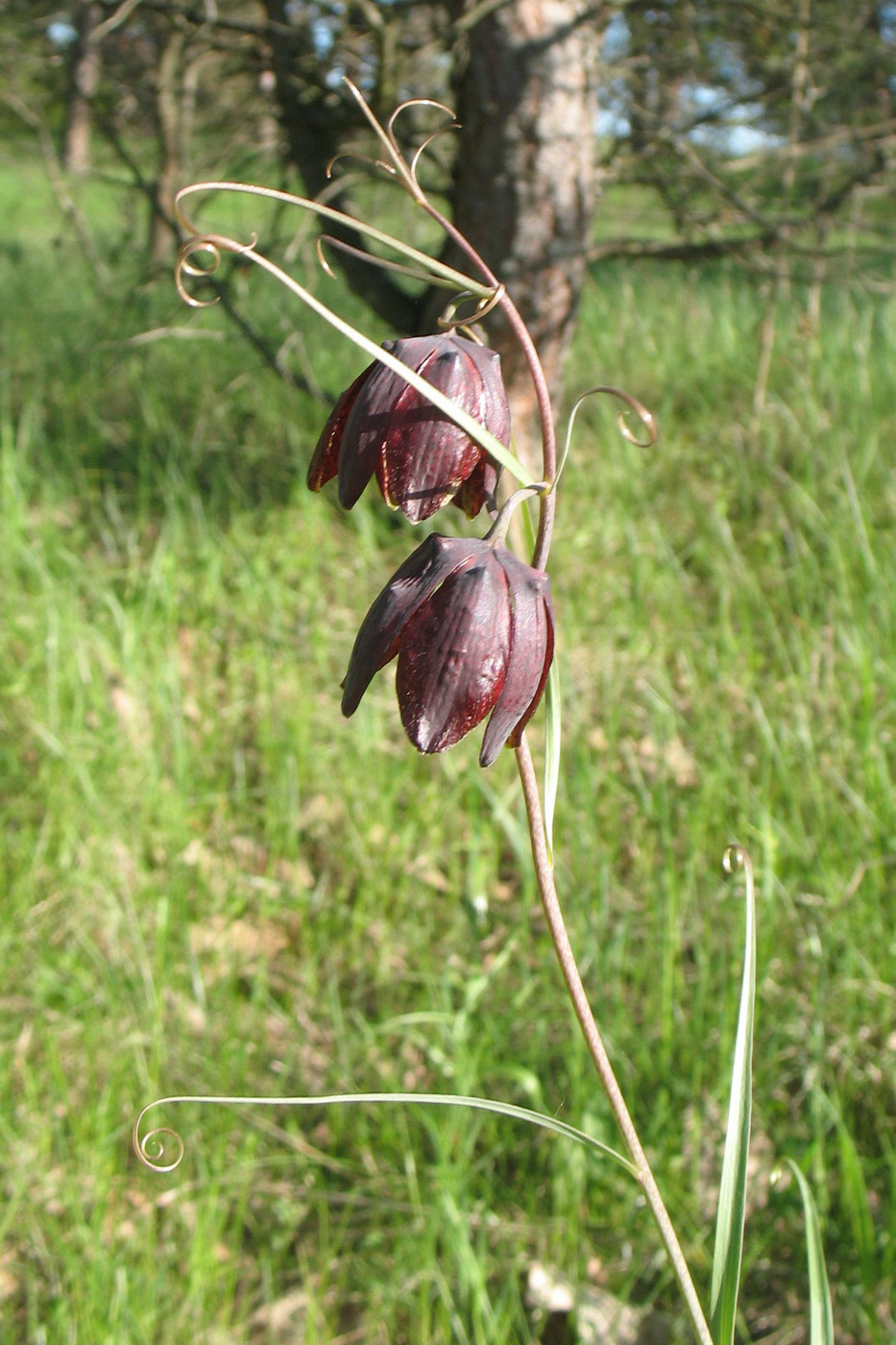 Изображение особи Fritillaria ruthenica.