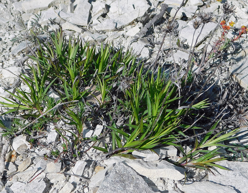 Image of Inula ensifolia specimen.