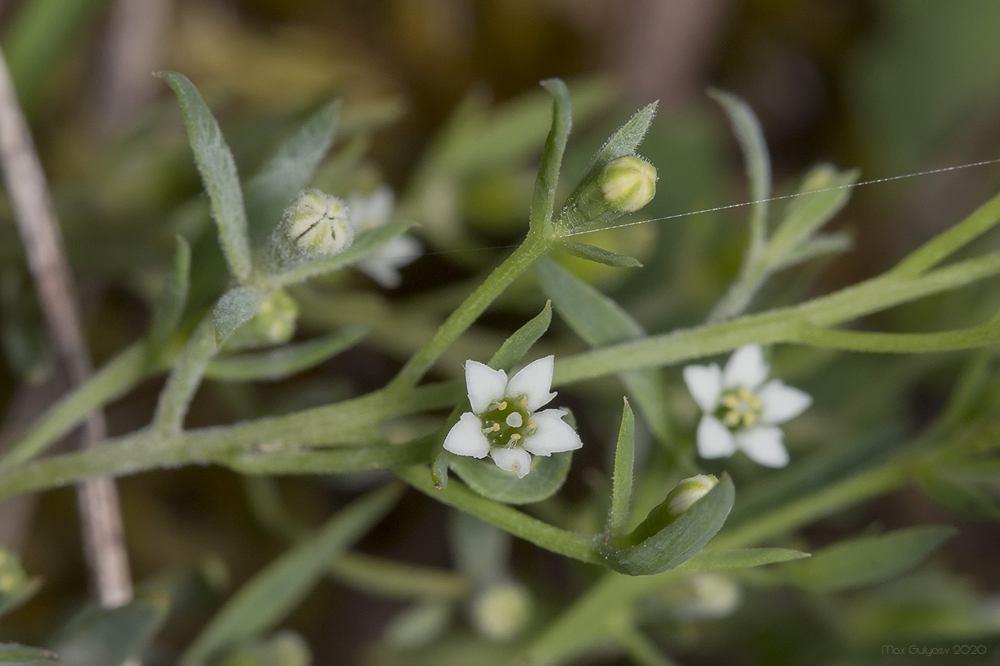 Изображение особи Thesium ramosum.