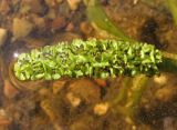 Potamogeton &times; decipiens
