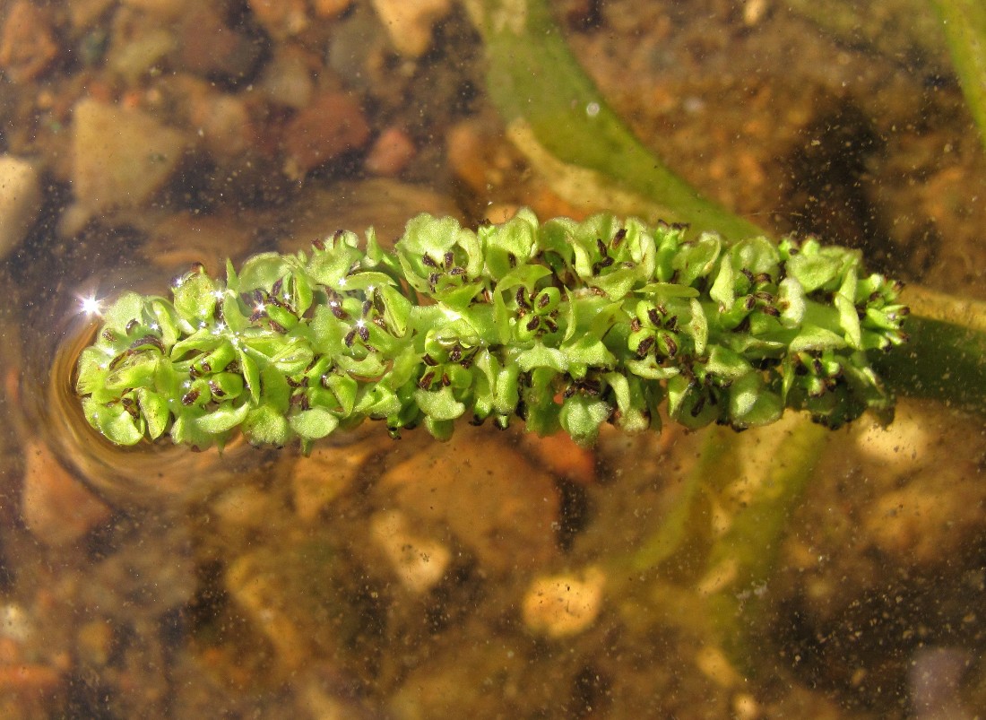 Image of Potamogeton × decipiens specimen.