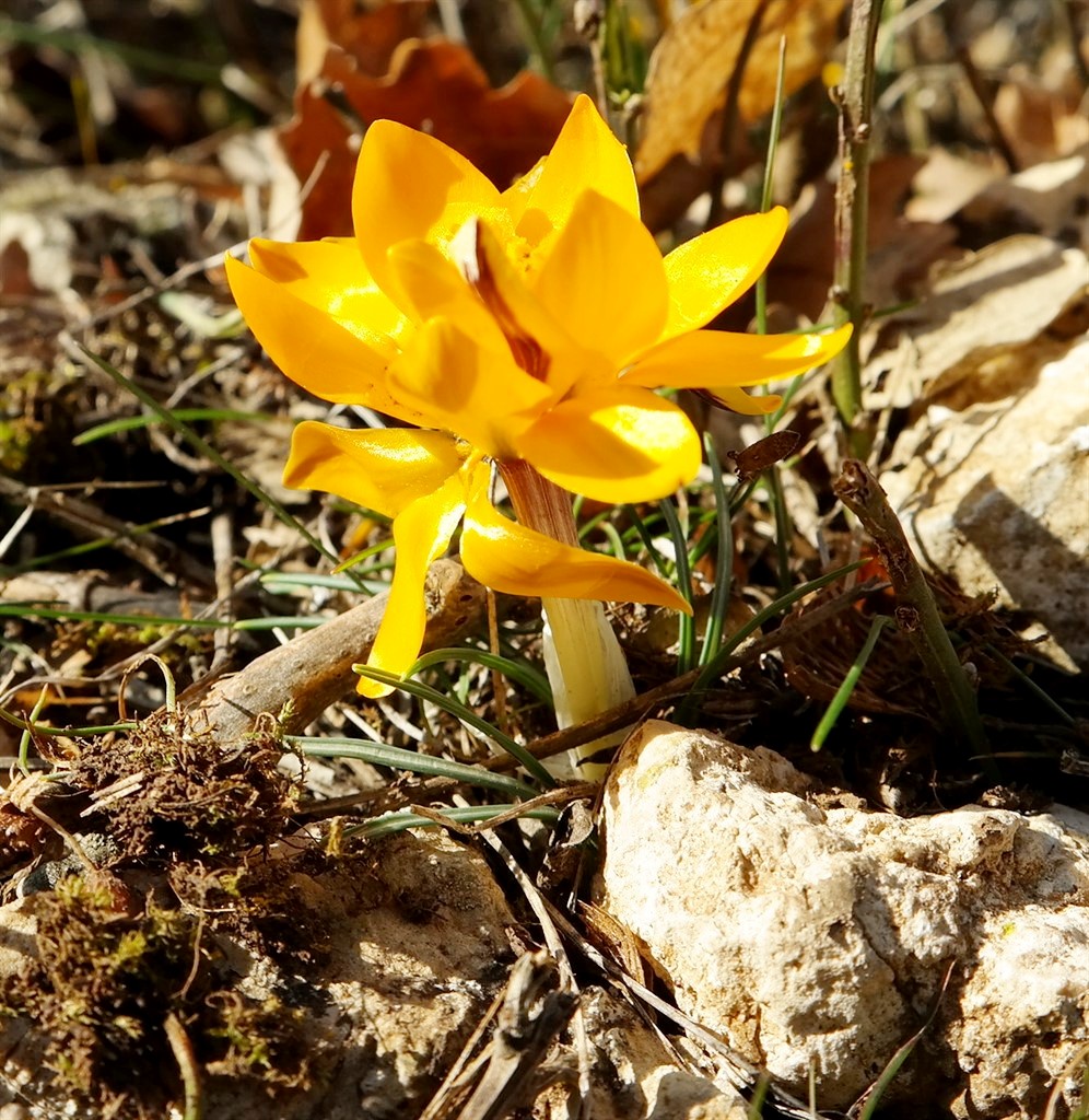 Изображение особи Crocus angustifolius.