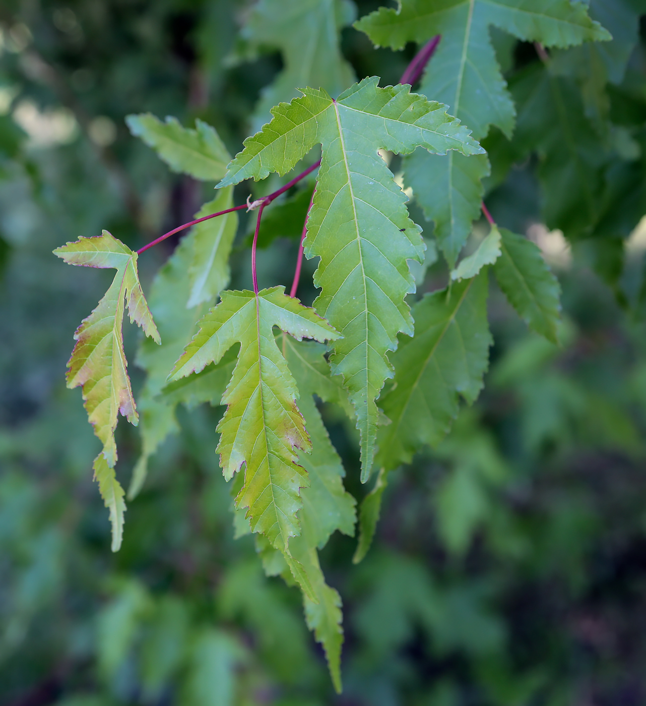 Image of Acer ginnala specimen.