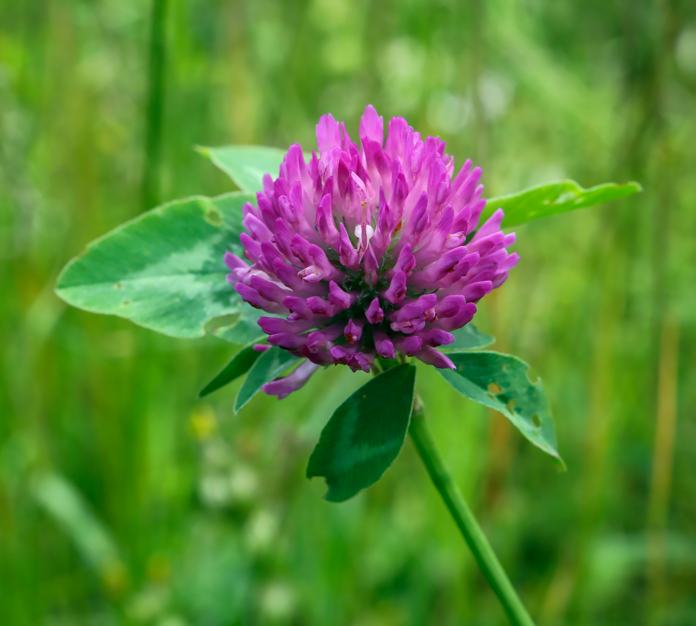 Image of Trifolium pratense specimen.