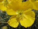 Papaver degenii