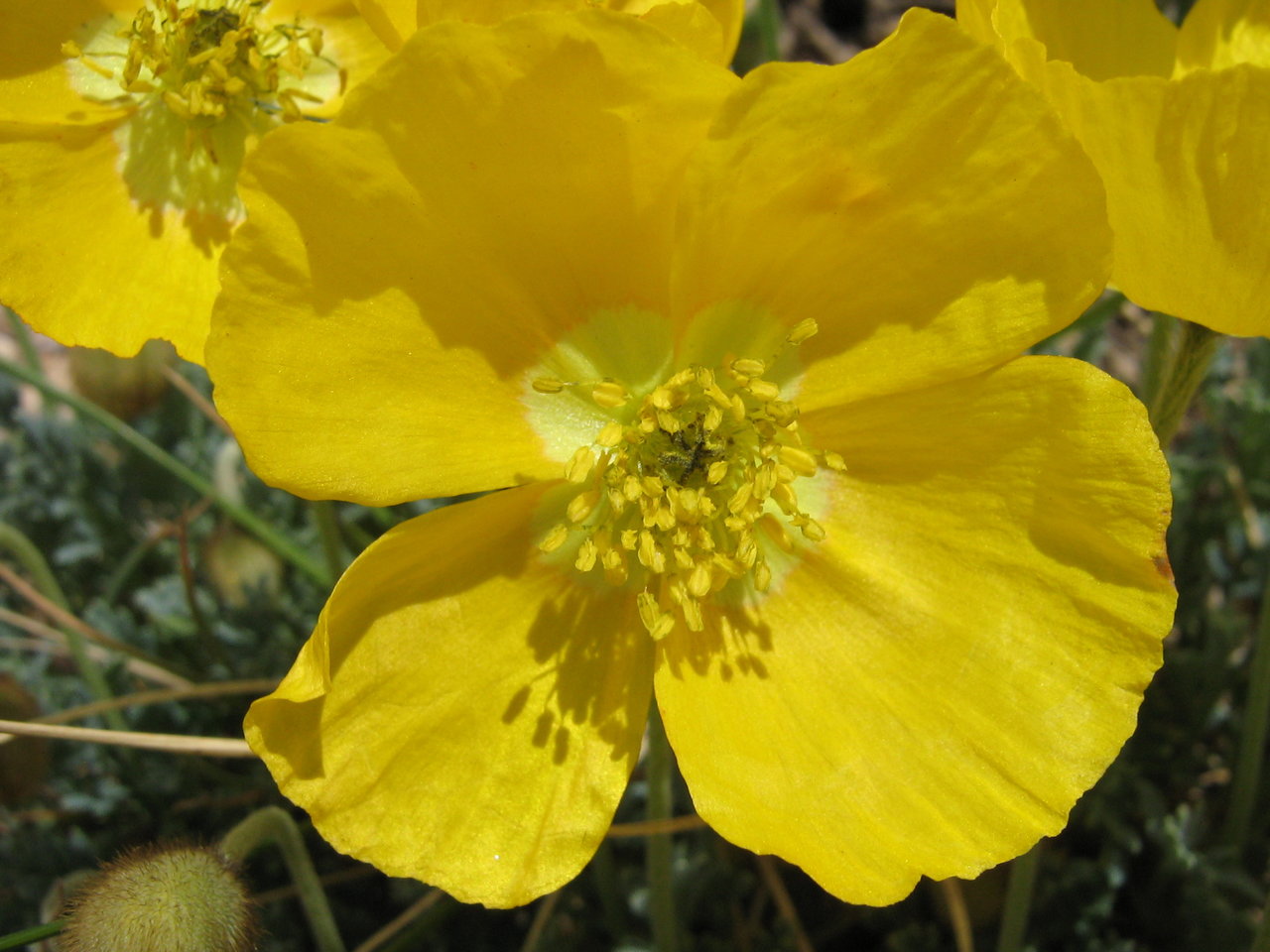 Image of Papaver degenii specimen.