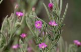 Epilobium velutinum