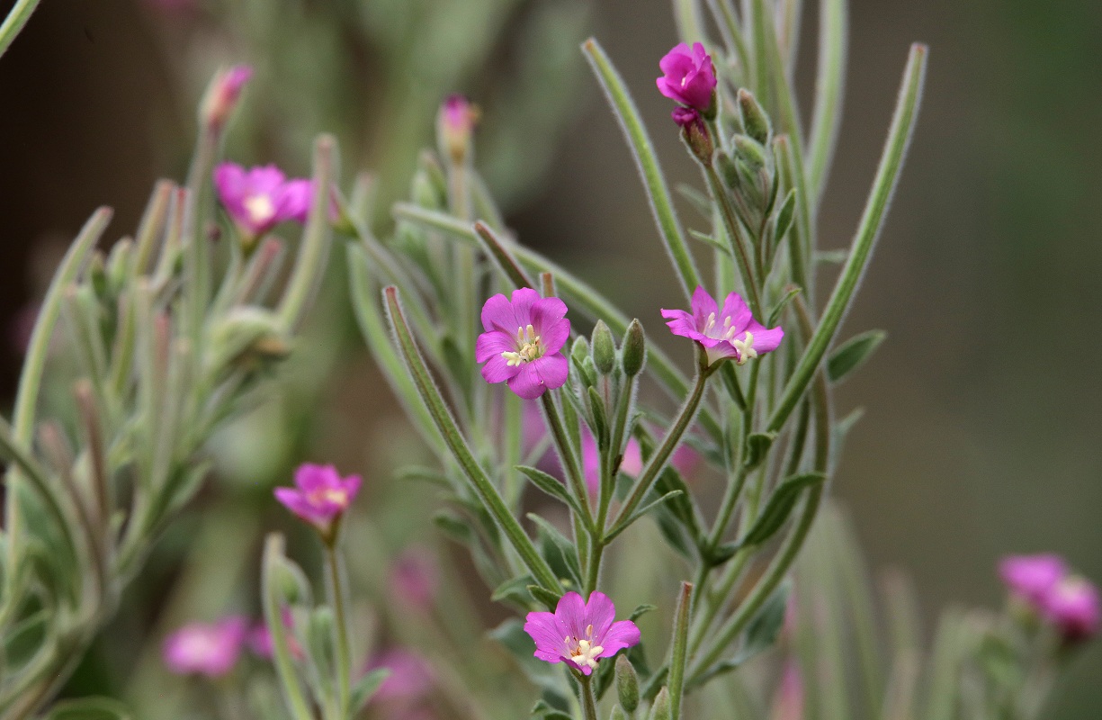 Image of Epilobium velutinum specimen.