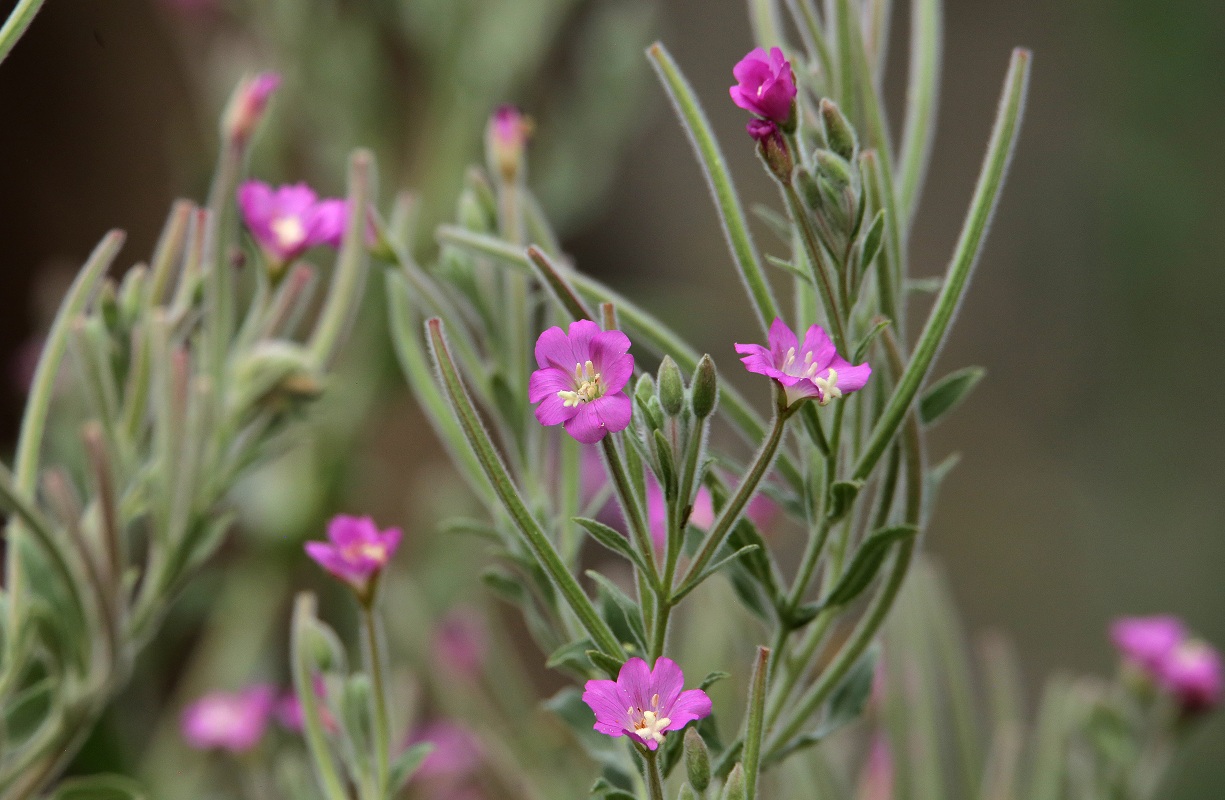 Изображение особи Epilobium velutinum.