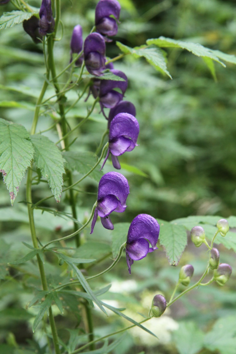 Image of Aconitum baicalense specimen.