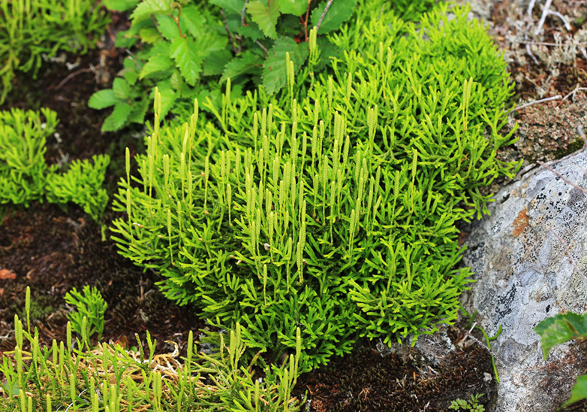 Image of Diphasiastrum complanatum specimen.