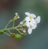 Crambe sventenii