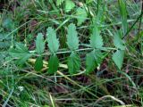 Pimpinella saxifraga