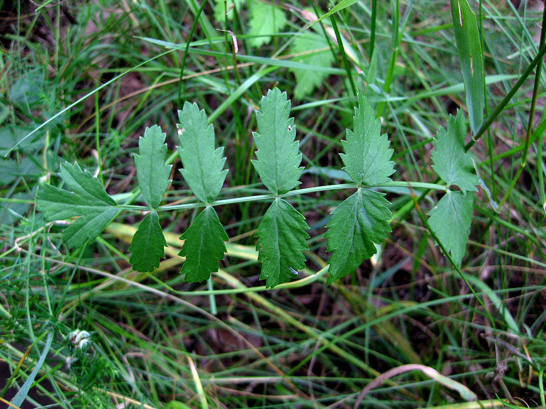 Изображение особи Pimpinella saxifraga.