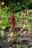 Amaranthus cruentus