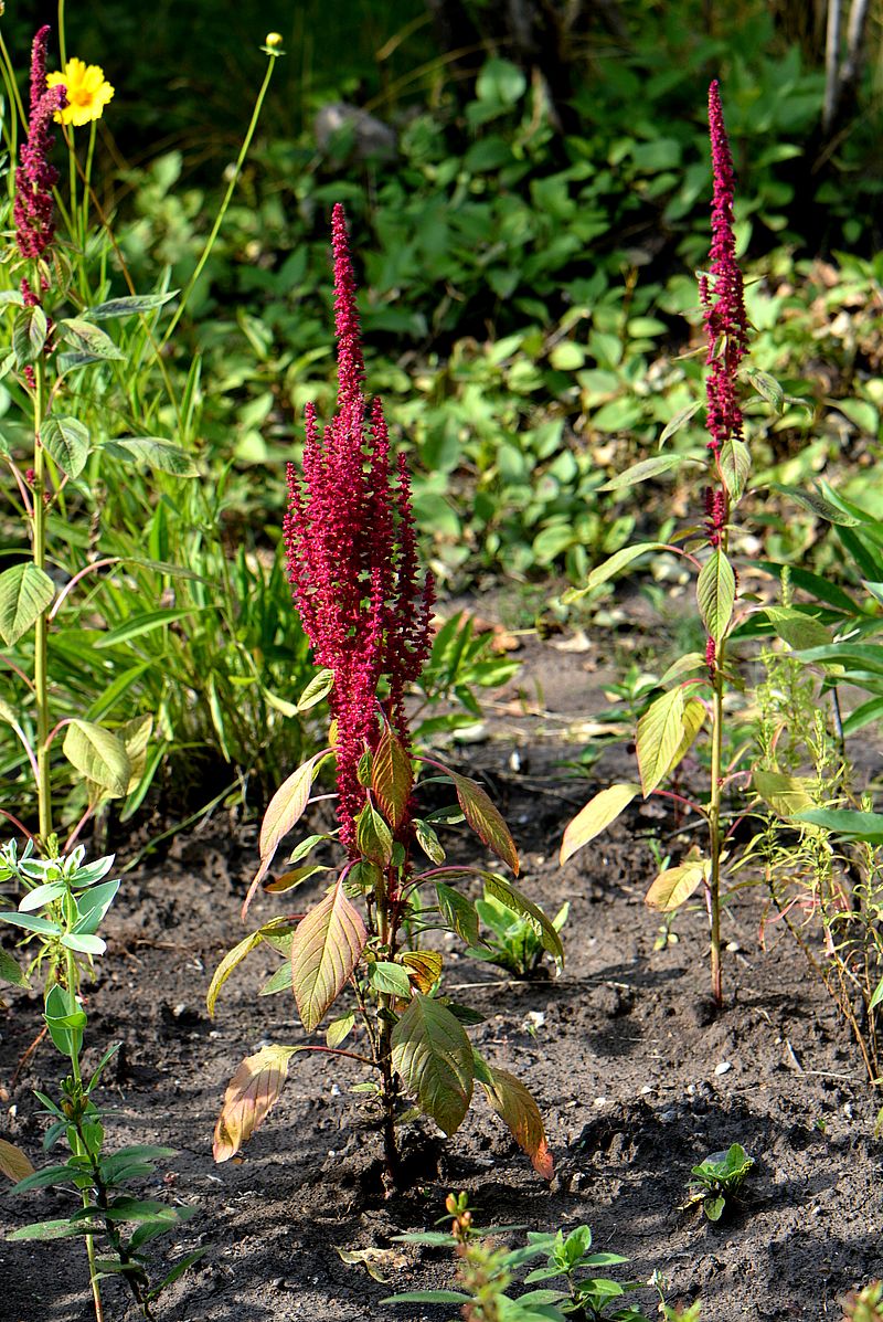 Image of Amaranthus cruentus specimen.