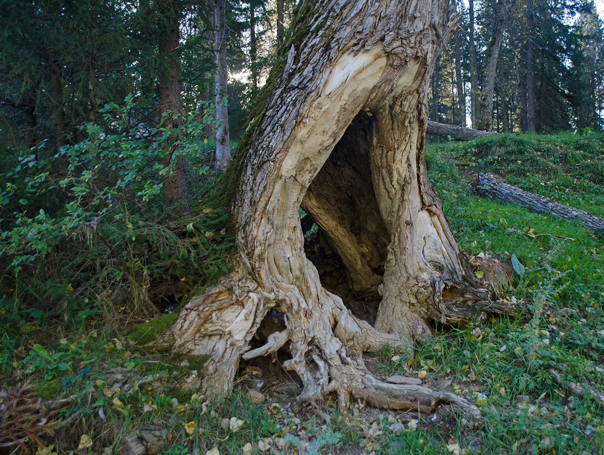 Image of Populus nigra specimen.