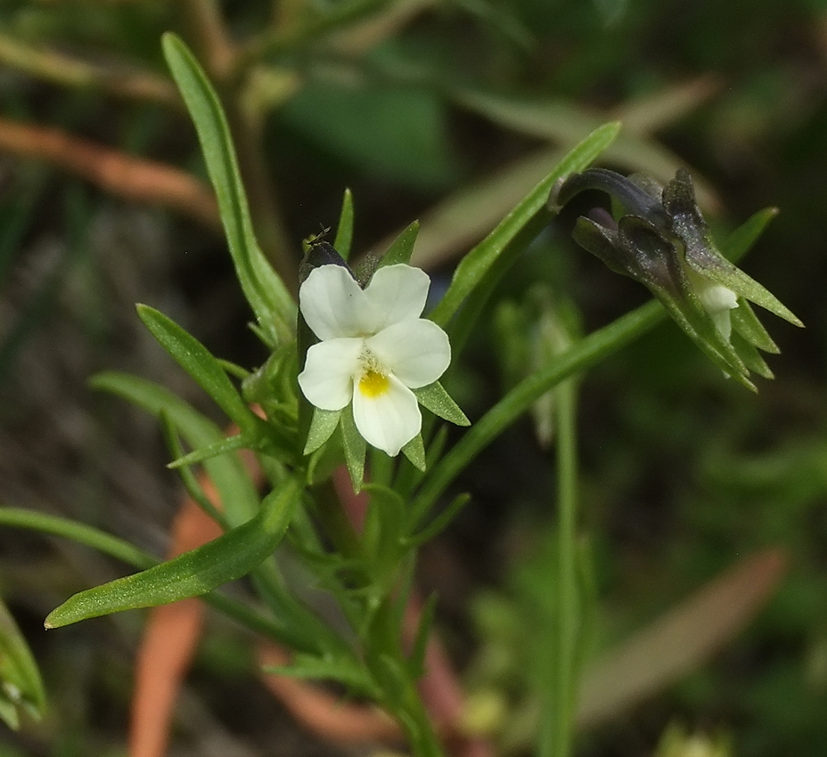 Image of Viola arvensis specimen.