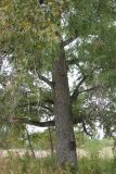 Populus × sibirica. Нижняя часть дерева. Костромская обл., Кологривский р-н, деревня Шаблово. 30 августа 2020 г.