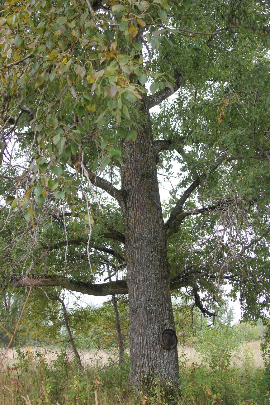 Image of Populus &times; sibirica specimen.