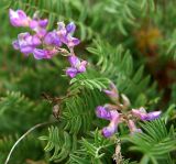 Oxytropis mandshurica