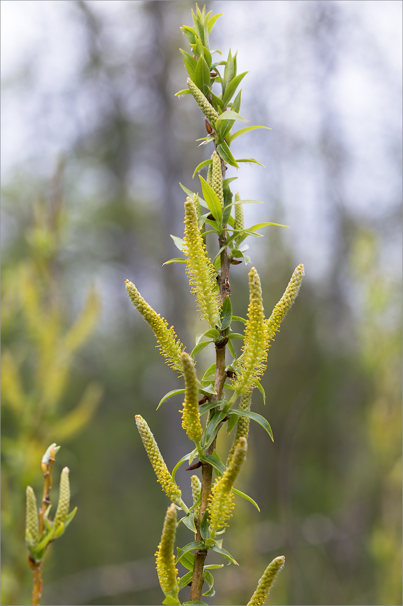 Изображение особи Salix triandra.