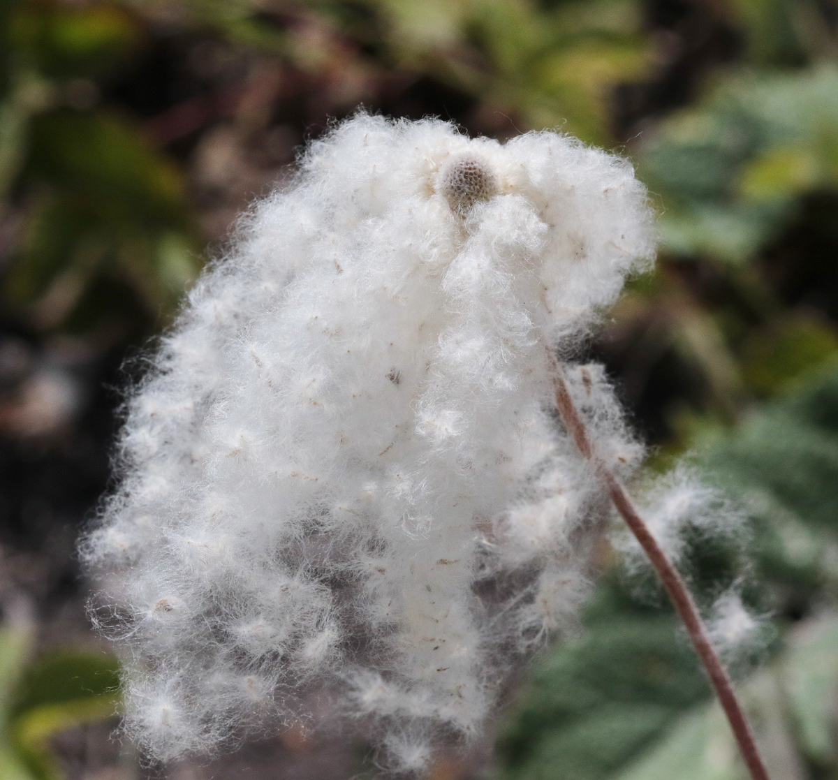 Image of Anemone sylvestris specimen.